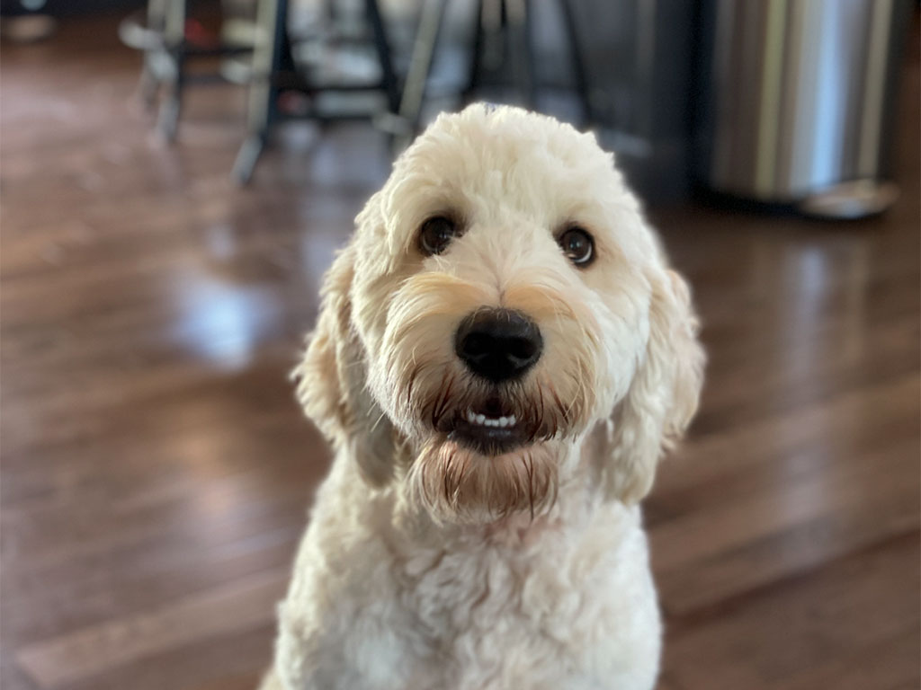 Standard F1 English Cream Goldendoodle adult