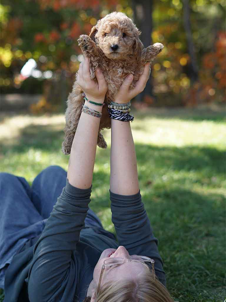 Mini Englishcream F1B Goldendoodle puppy