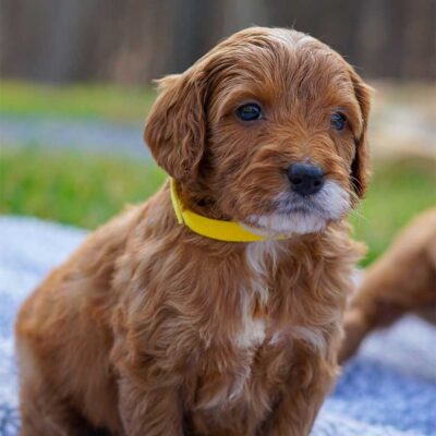 Small red Fi irishdoodle puppy in grass