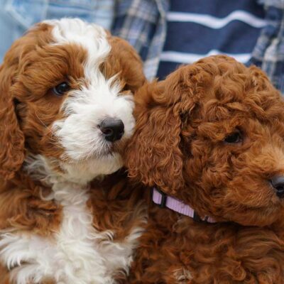 Mini Red Parti F1B Goldendoodle puppy