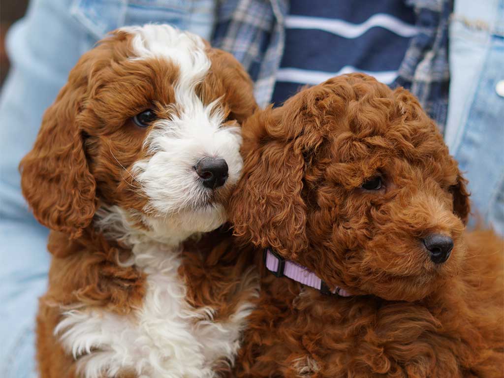 Mini Red Parti F1B Goldendoodle puppy