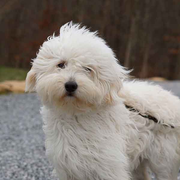 white goldendoodle adult female dog, looking at the camera with the wind blowing her fur off to the right