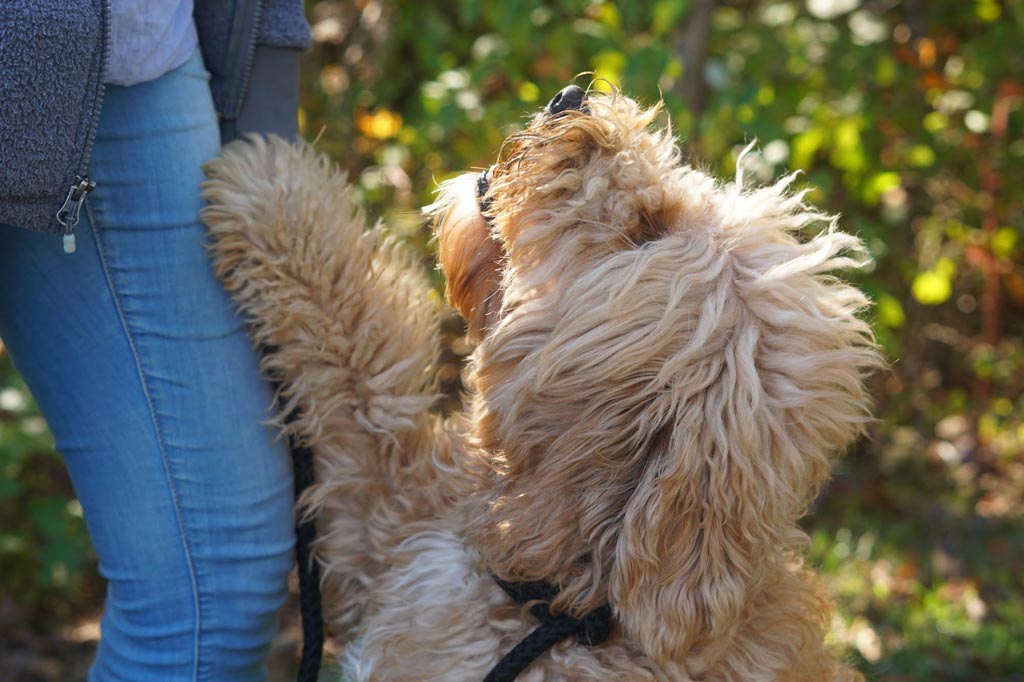 the top half of a goldendoodle adult dog with their front paws up the leg of a person wearing jeans, pictured outside with a green leafy background