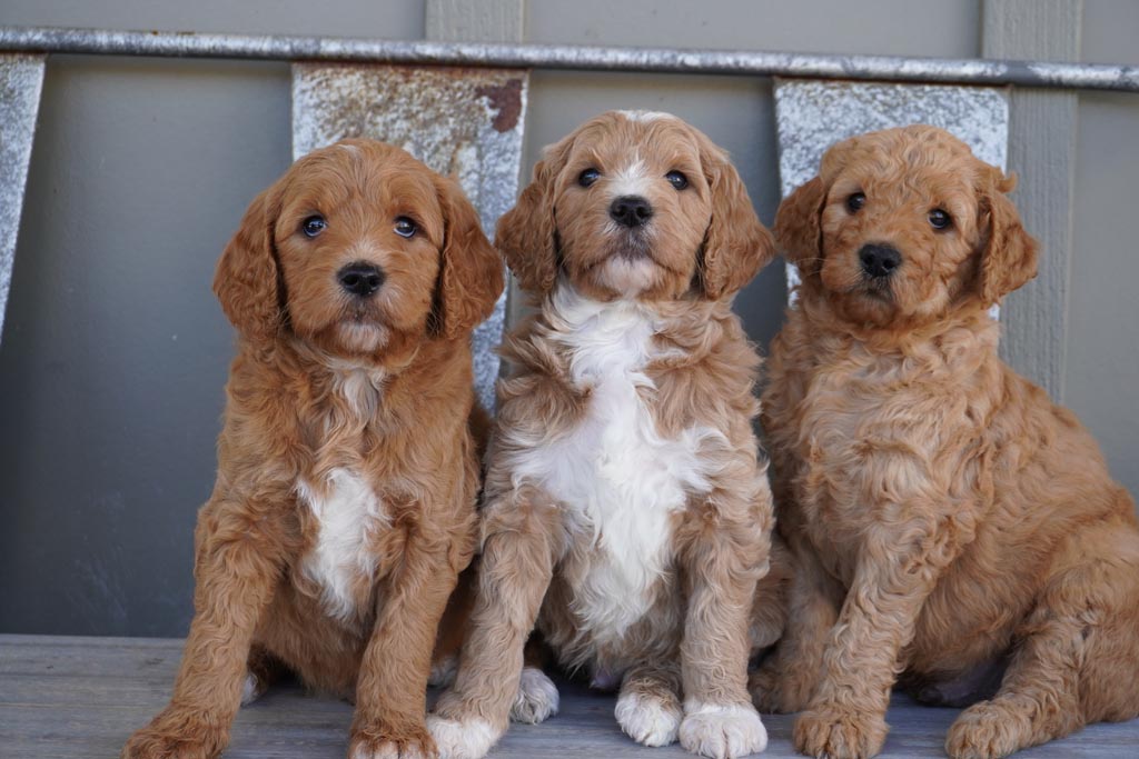 three goldendoodle puppies sat on a bench looking at the camera, the middle and left ones have white fur on their tummies, they are all predominantly tan in color