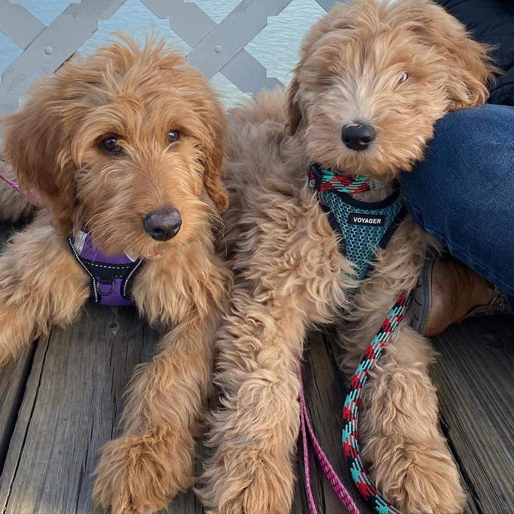 two irishdoodle puppies with the front half of their bodies on a wooden structure leaning on the leg of a person wearing jeans. both puppies are wearing harnesses and looking at the camera