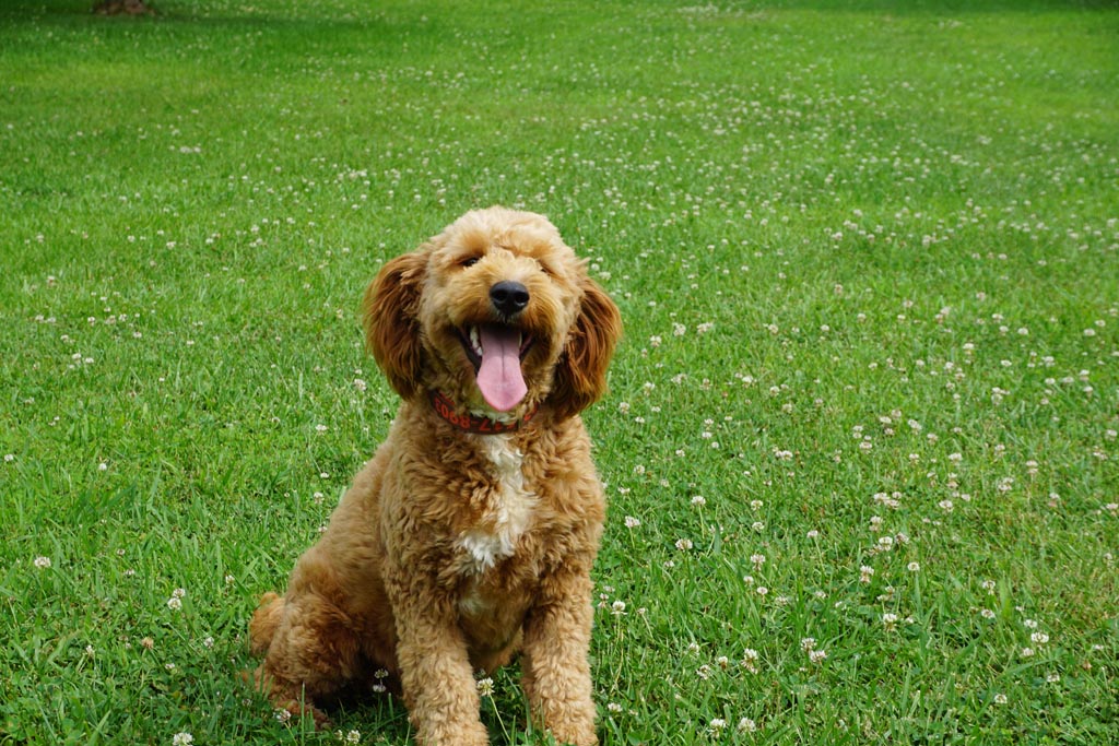 goldendoodle dog sitting up in the grass, grass is very green with little white flowers in it, dog has their mouth open and tongue hanging out