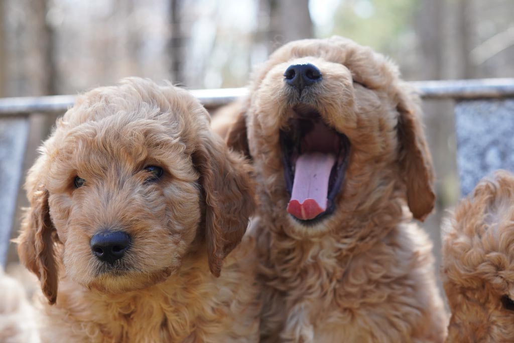 two goldendoodle puppies showing head and shoulders only, they are next to each other and the one on the right is yawning and pushing their tongue out