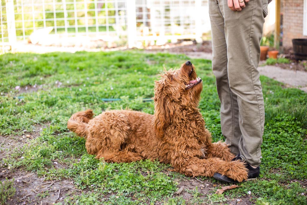 An Irishdoodle adult dog lying in the grass looking up at a person with chinos on, dog has front paws on persons feet.