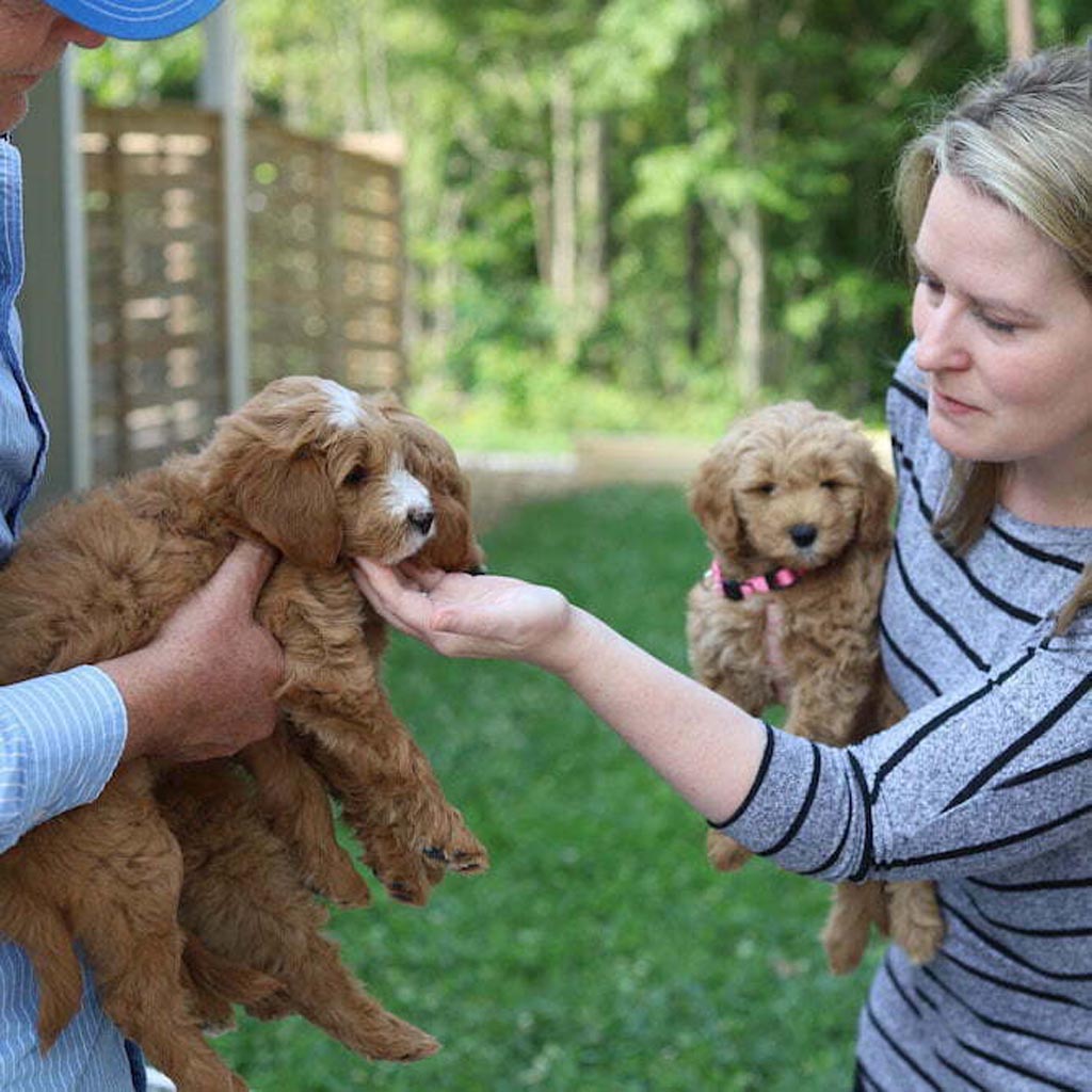 two people holding goldendoodle puppies, the woman on the right has one puppy in her right arm and her left hand is touching the muzzle of one of the puppies held in the other persons arms