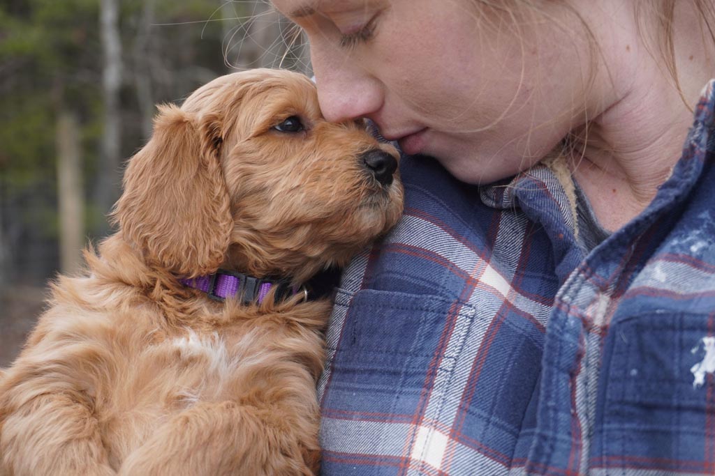 Goldendoodle puppy leaning into a person with a plaid shirt on, person is going in to kiss the puppy on the nose, the puppy is wearing a purple collar