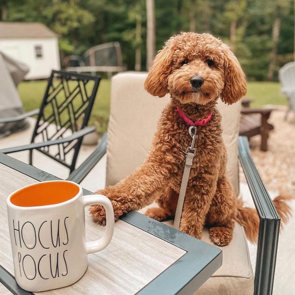 A goldendoodle with a pink collar on with sitting on a chair at a table, they have one front paw on the table and there is a white mug with an orange interior, written on the outside of the mug are the words Hocus Pocus