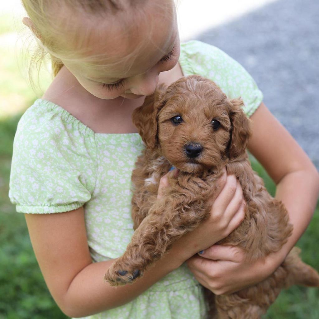 A small goldendoodle puppy being held in the arms of a young girl with blond hair and a green summer dress on.