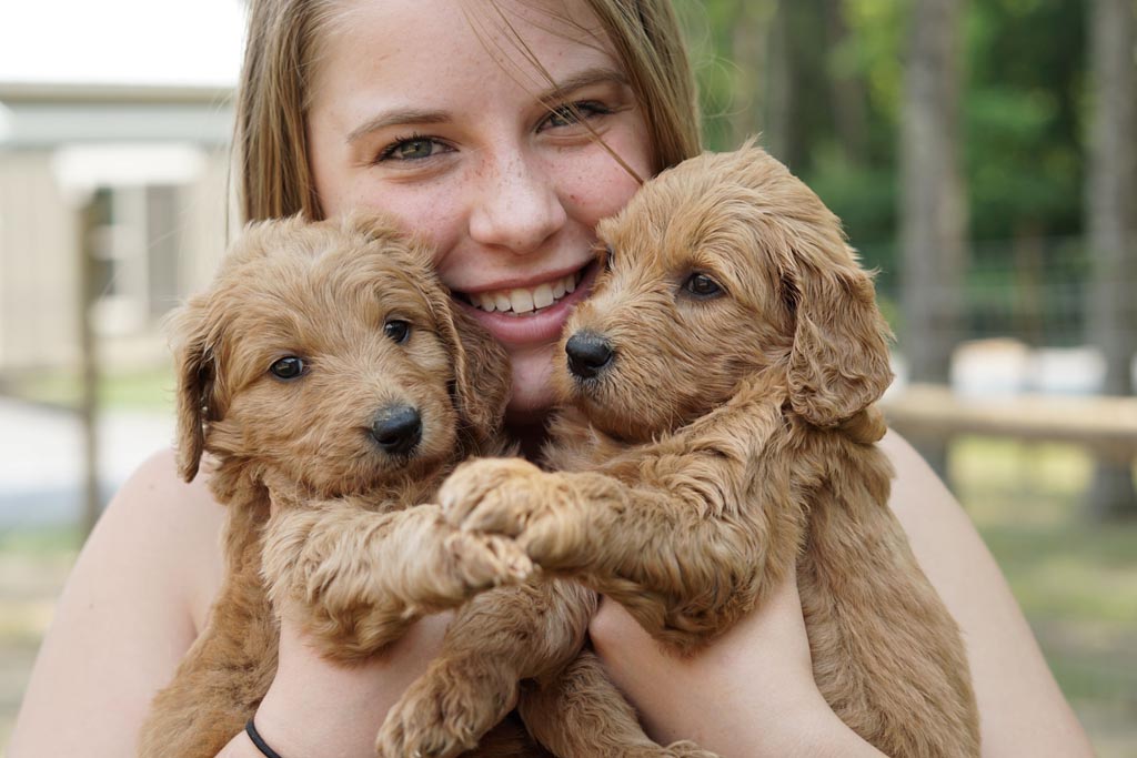 two goldendoodle very young puppies being held up to the face of a young girl who is smiling with a puppy head each side of her mouth