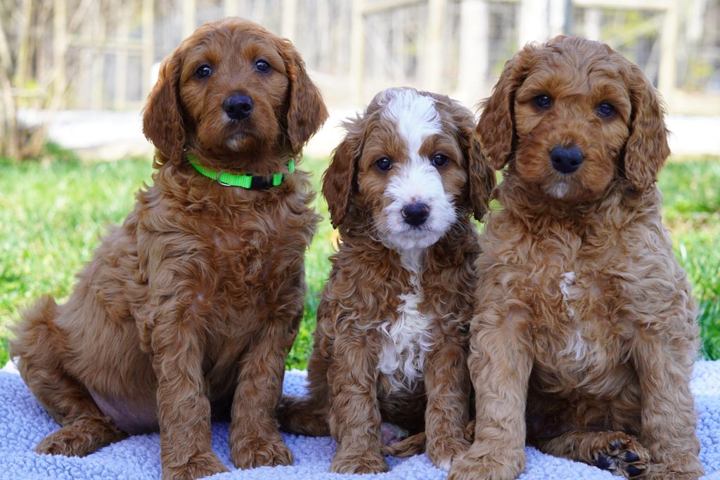 three goldendoodle puppies, one off to the left a bit with a green collar, the middle one is smaller with white on their head, muzzle and chest. All three looking towards the camera.