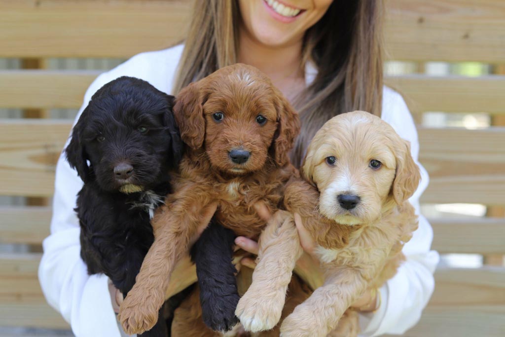 black, tan and white individual puppies being held in the arms of a person wearing a white top