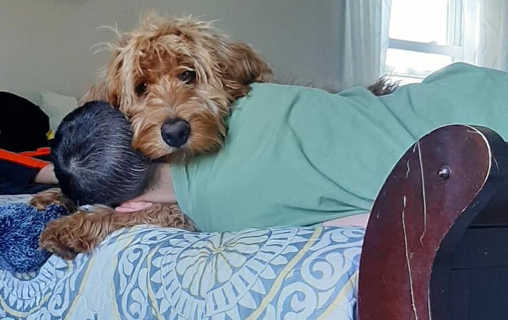 goldendoodle draping it's head over the neck of a person who is lying down on a bed facing away from the camera.