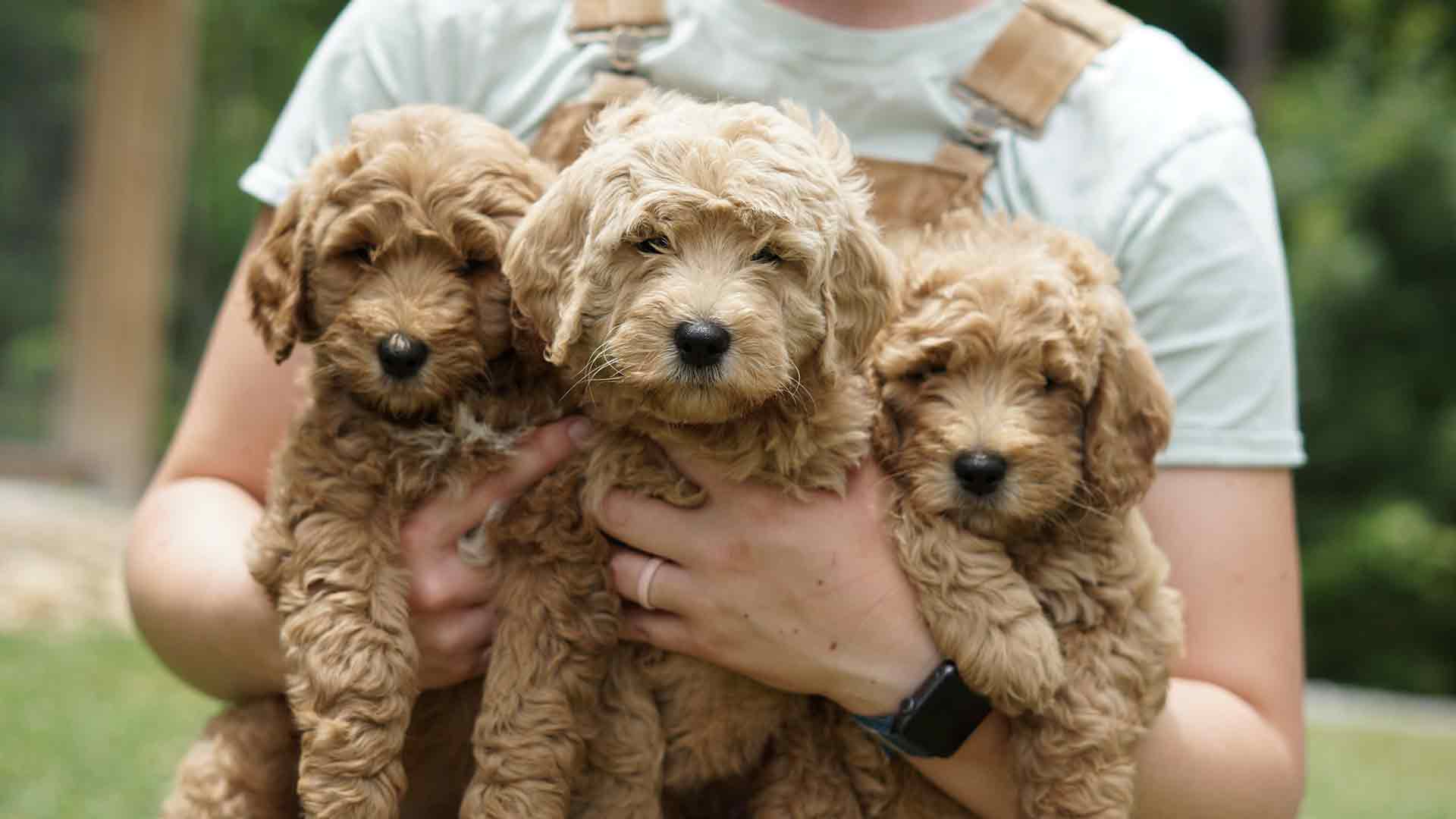 three goldendoodle pale tan puppies being held by a person wearing dungarees with a t-shirt on