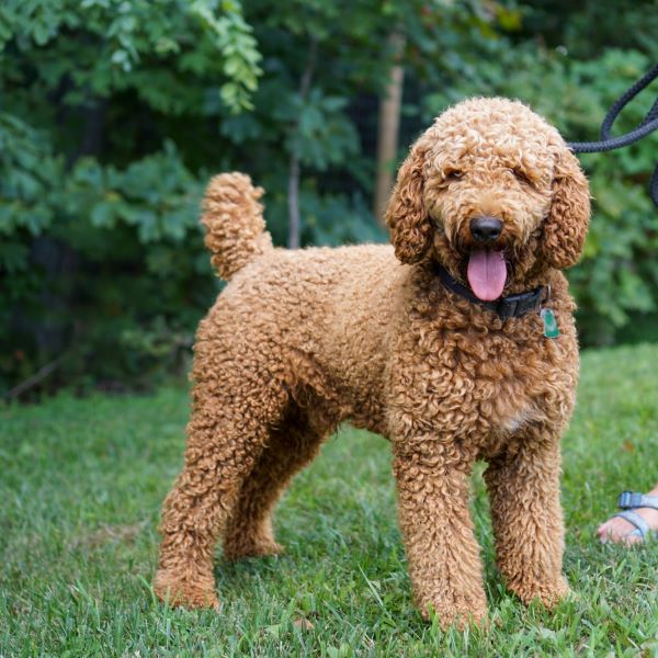 red poodle standing up in the grass with a black collar on looking at the camera with his mouth open