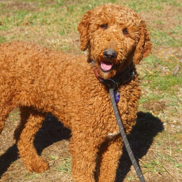 Red poodle with a collar on, standing up and looking at the camera with his mouth open