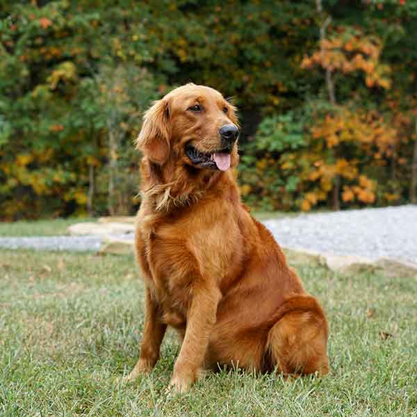 red adult retriever dog, sat upright in the grass looking off to the right of the shot with her mouth open and tongue out