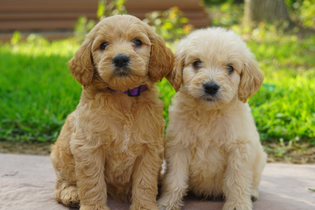 Goldendoodle puppies sat side by side