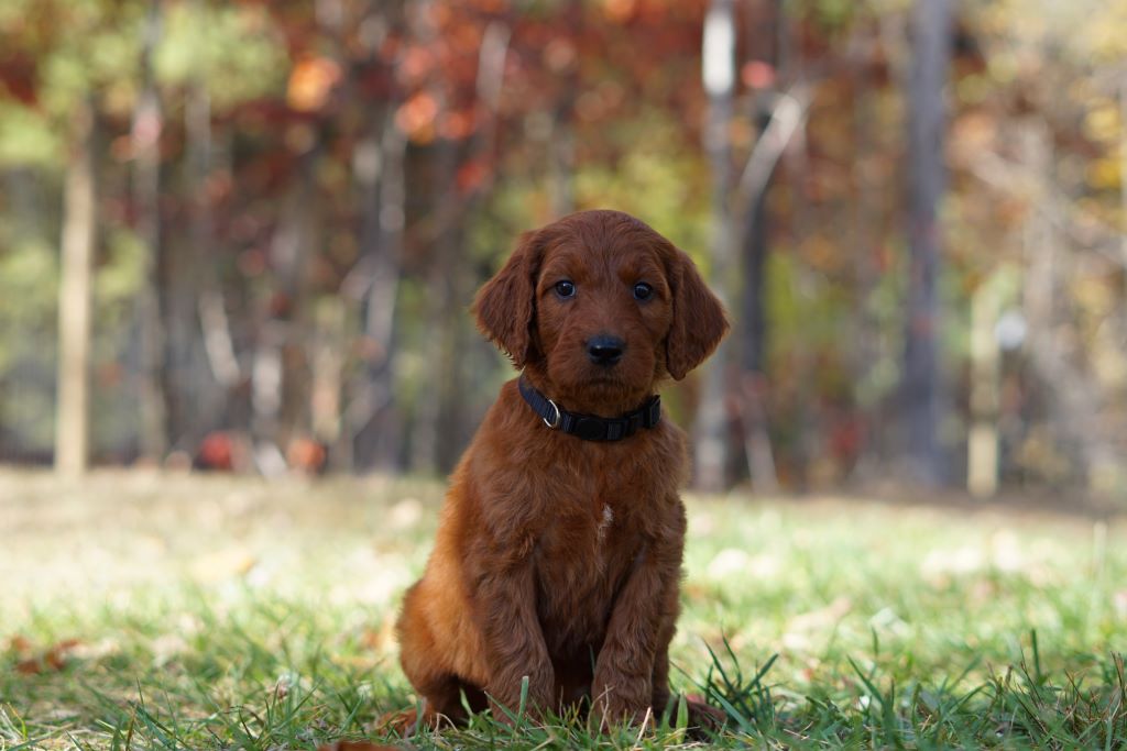 Irish doodle puppy sitting on the grass and looking at the camera