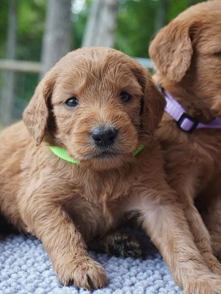 Dakota 26 July 4